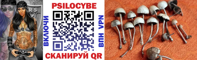 Галлюциногенные грибы Psilocybe где можно купить наркотик мега ссылка Карабаново